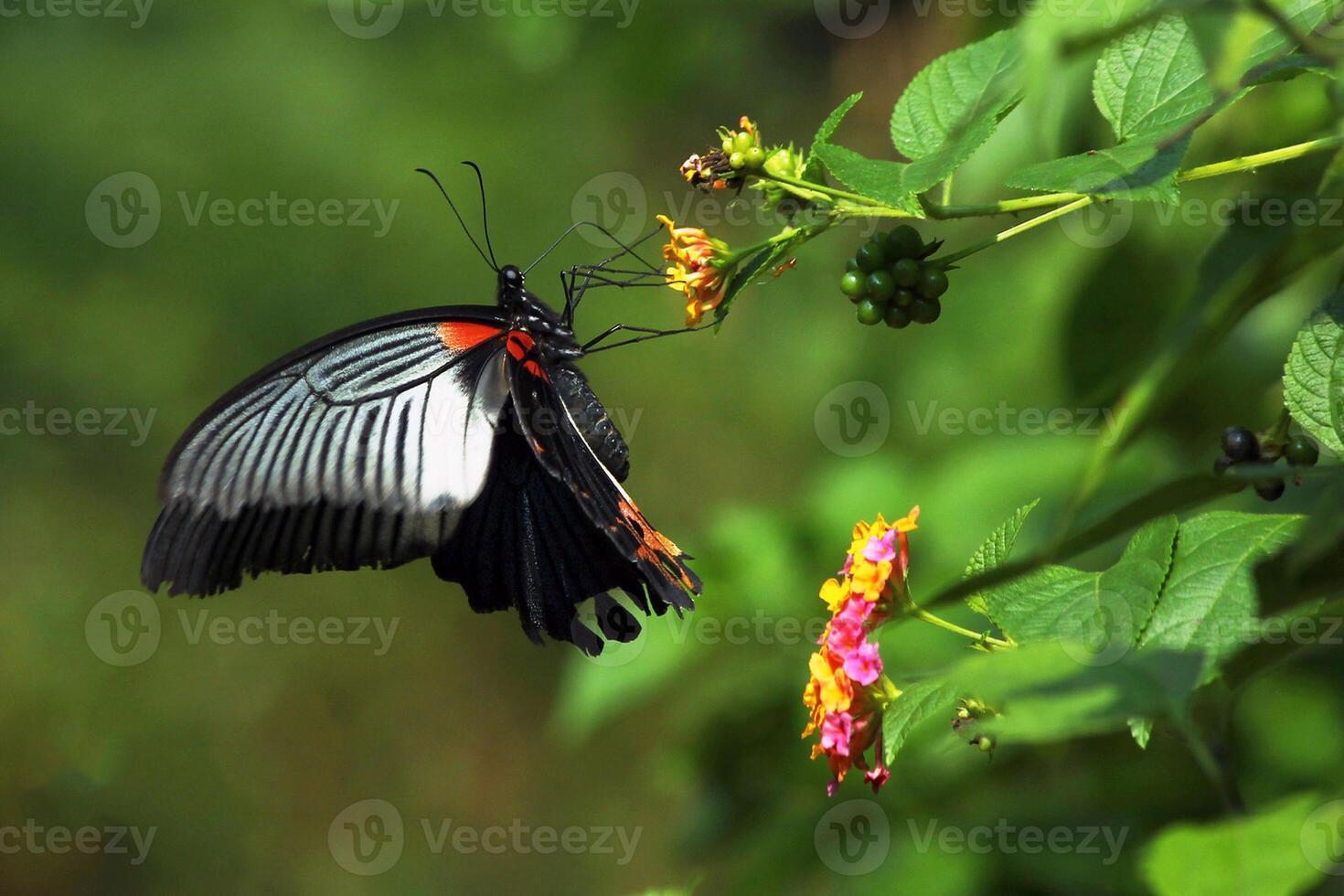 Monarch, Beautiful Butterfly Photography, Beautiful butterfly on flower, Macro Photography, Beautyful Nature photo