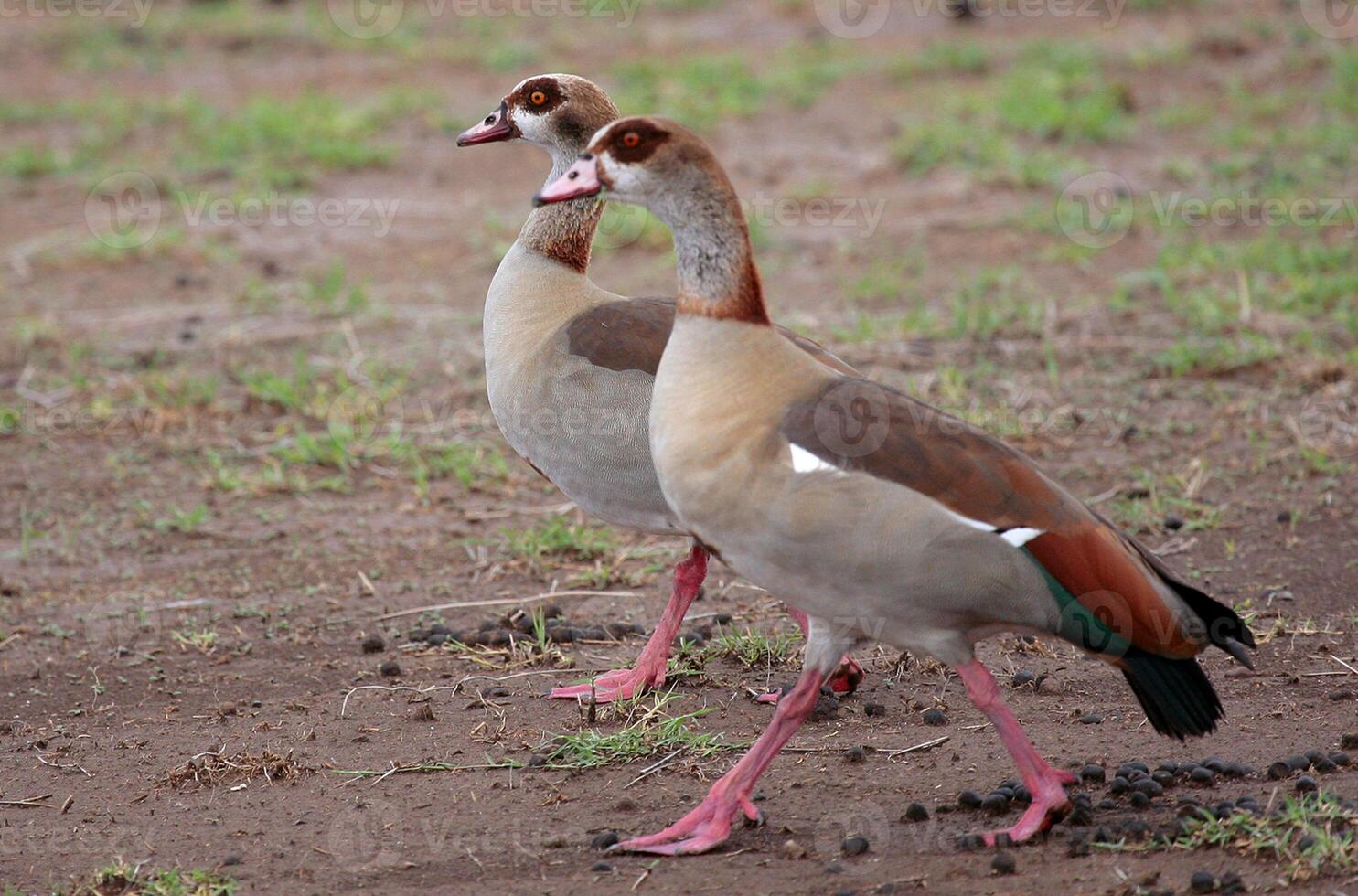 Bird Photography, Bird Picture, Most Beautiful Bird Photography, Nature Photography photo