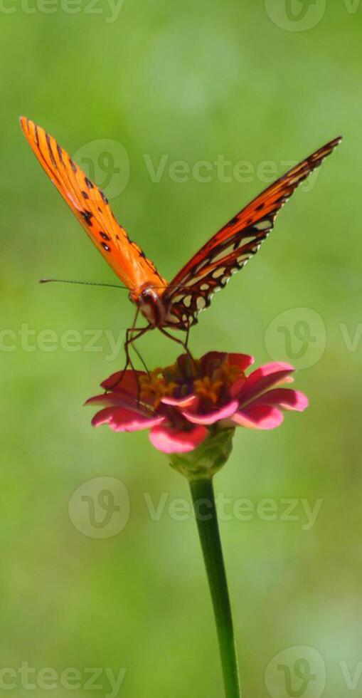 monarca, hermosa mariposa fotografía, hermosa mariposa en flor, macro fotografía, bello naturaleza foto