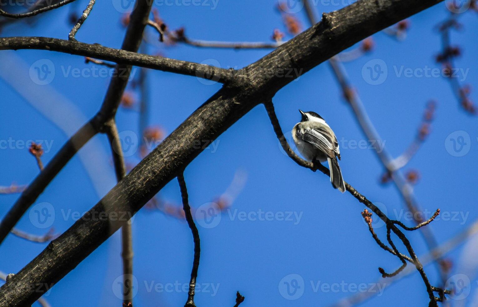 pájaro fotografía, pájaro imagen, más hermosa pájaro fotografía, naturaleza fotografía foto