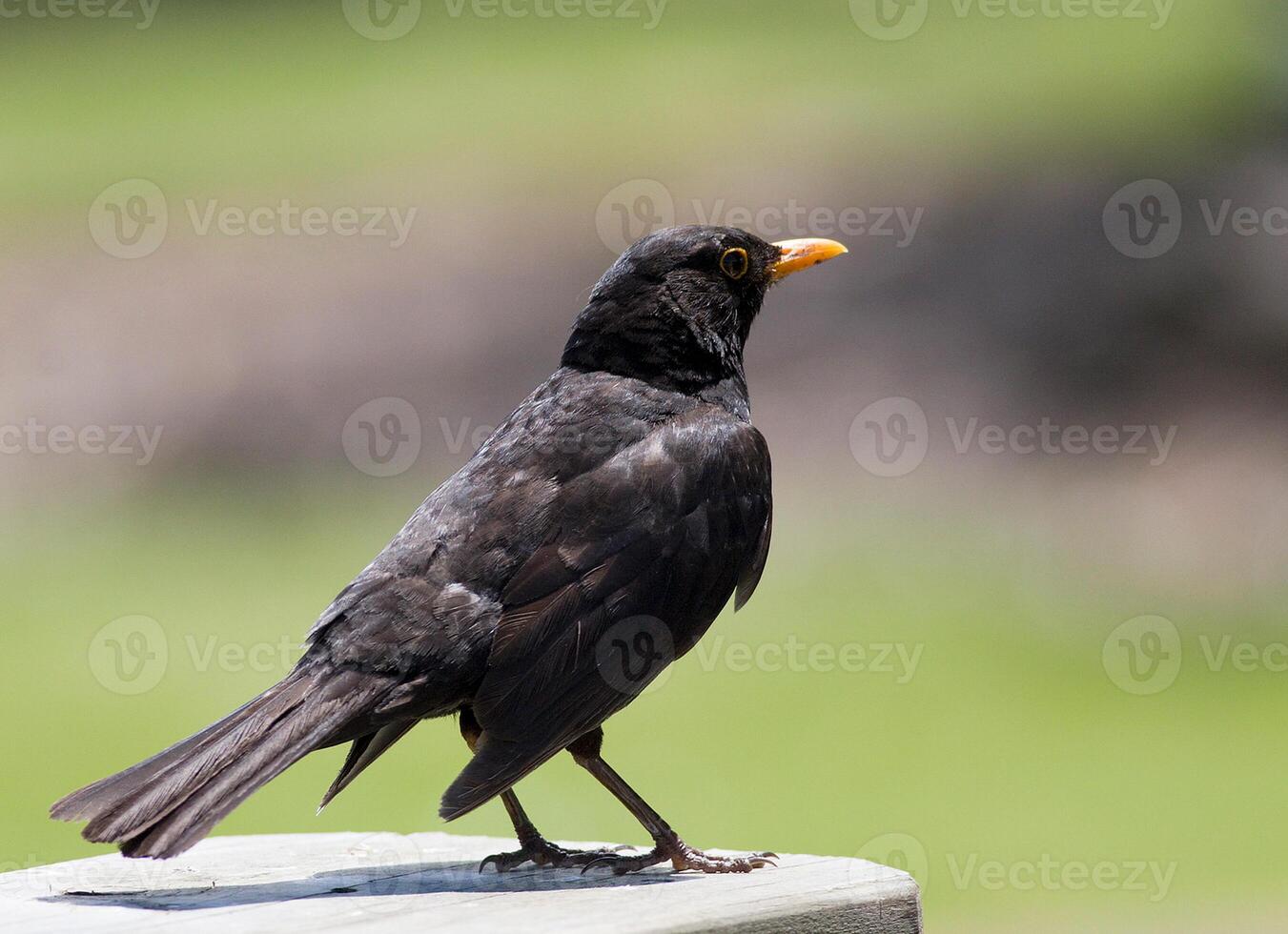 Bird Photography, Bird Picture, Most Beautiful Bird Photography, Nature Photography photo