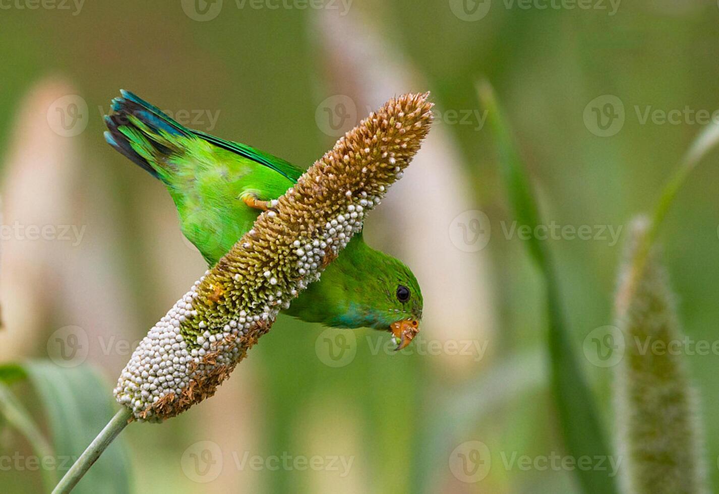 Bird Photography, Bird Picture, Most Beautiful Bird Photography, Nature Photography photo