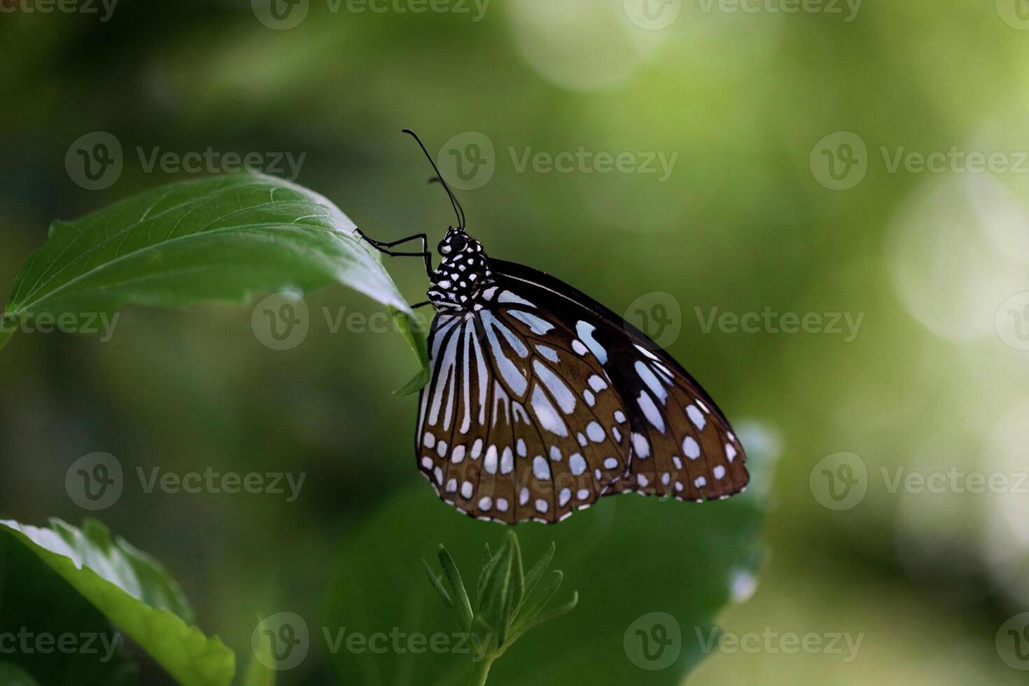 Monarch, Beautiful Butterfly Photography, Beautiful butterfly on flower, Macro Photography, Beautyful Nature photo