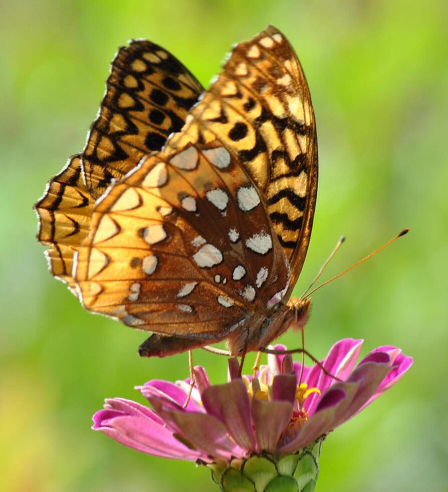 Monarch, Beautiful Butterfly Photography, Beautiful butterfly on flower, Macro Photography, Beautyful Nature photo