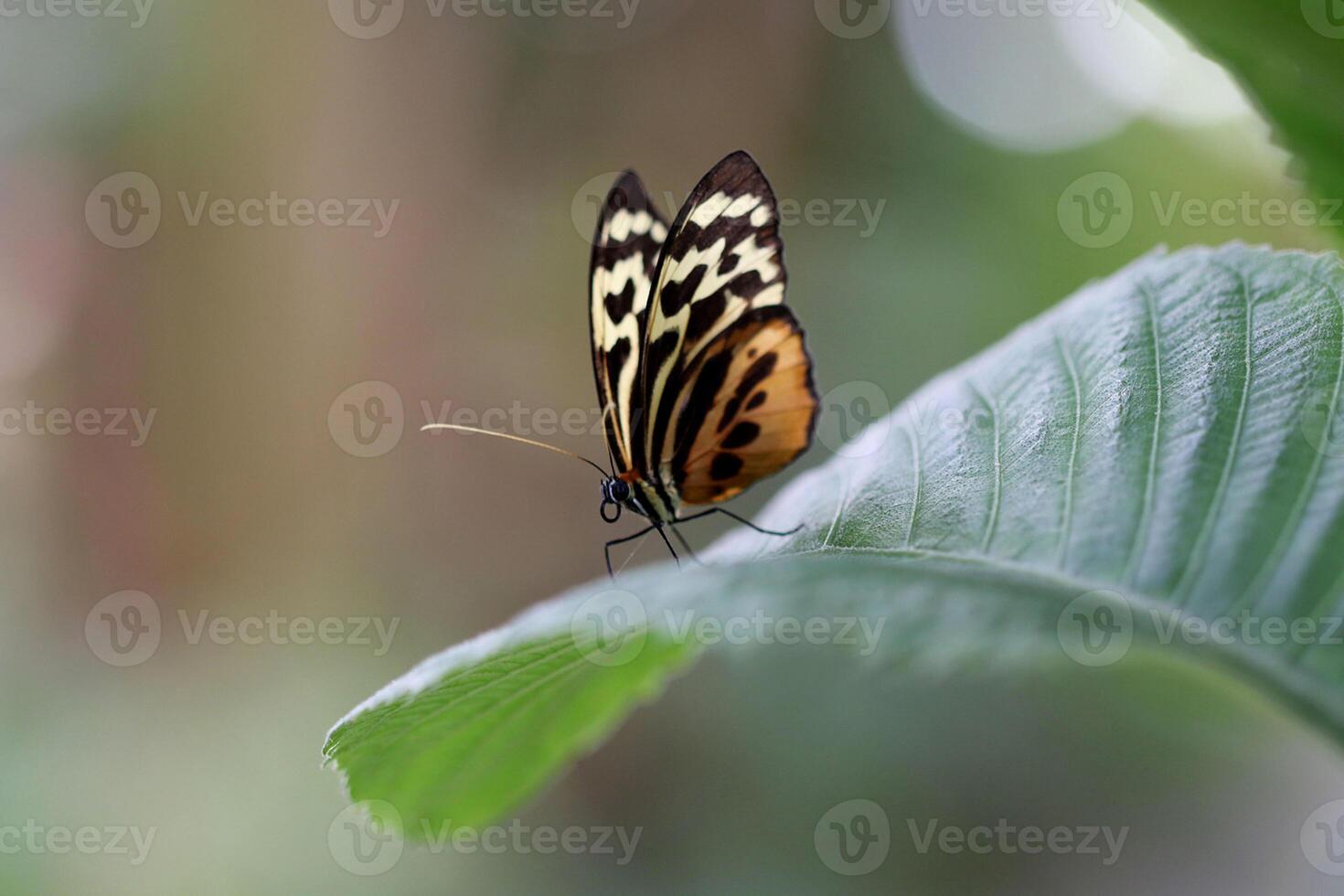 Monarch, Beautiful Butterfly Photography, Beautiful butterfly on flower, Macro Photography, Beautyful Nature photo