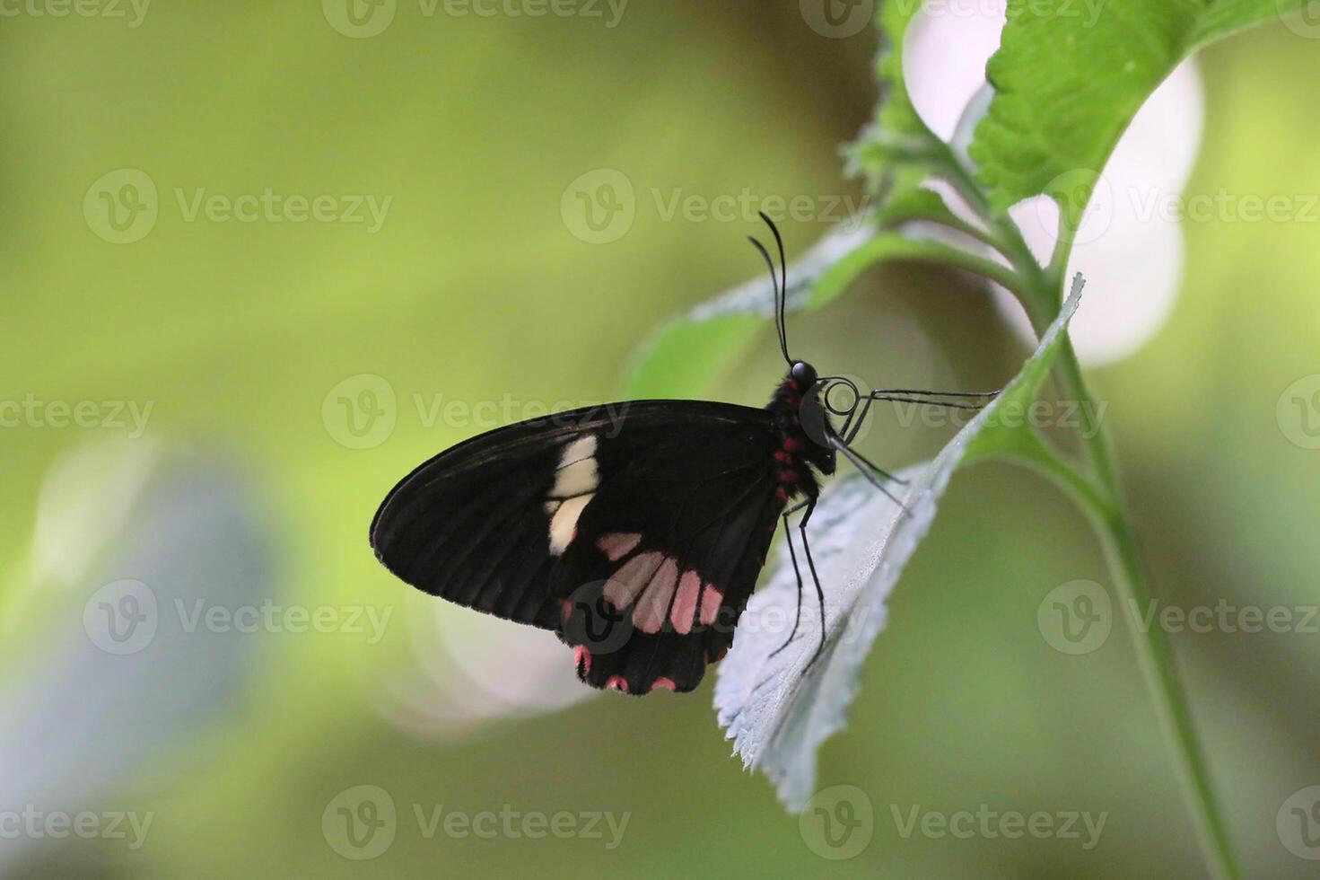 monarca, hermosa mariposa fotografía, hermosa mariposa en flor, macro fotografía, bello naturaleza foto