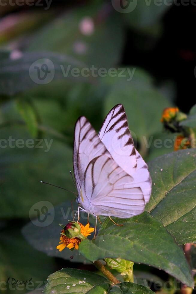 Monarch, Beautiful Butterfly Photography, Beautiful butterfly on flower, Macro Photography, Beautyful Nature photo