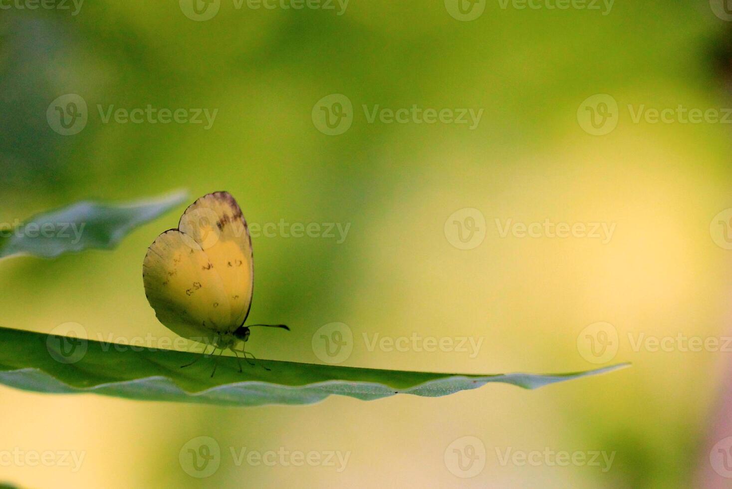 monarca, hermosa mariposa fotografía, hermosa mariposa en flor, macro fotografía, bello naturaleza foto