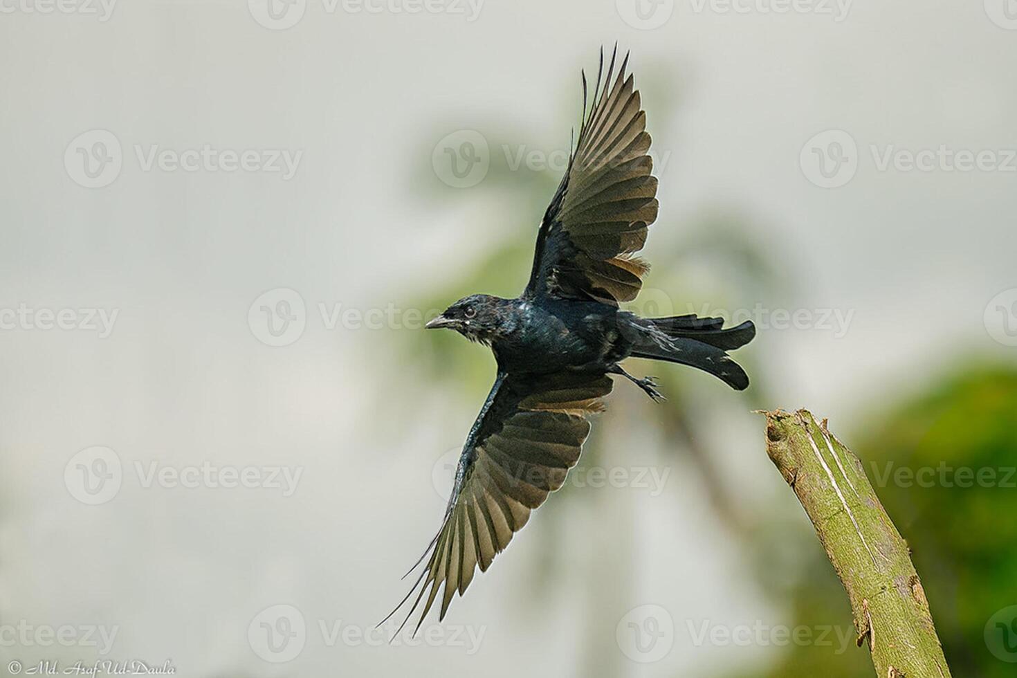 pájaro fotografía, pájaro imagen, más hermosa pájaro fotografía, naturaleza fotografía foto