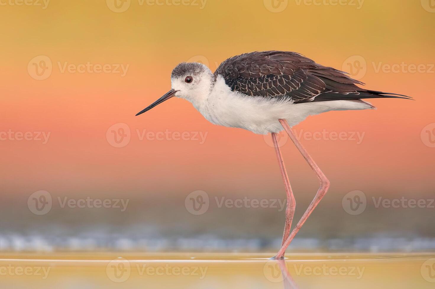 Bird Photography, Bird Picture, Most Beautiful Bird Photography, Nature Photography photo