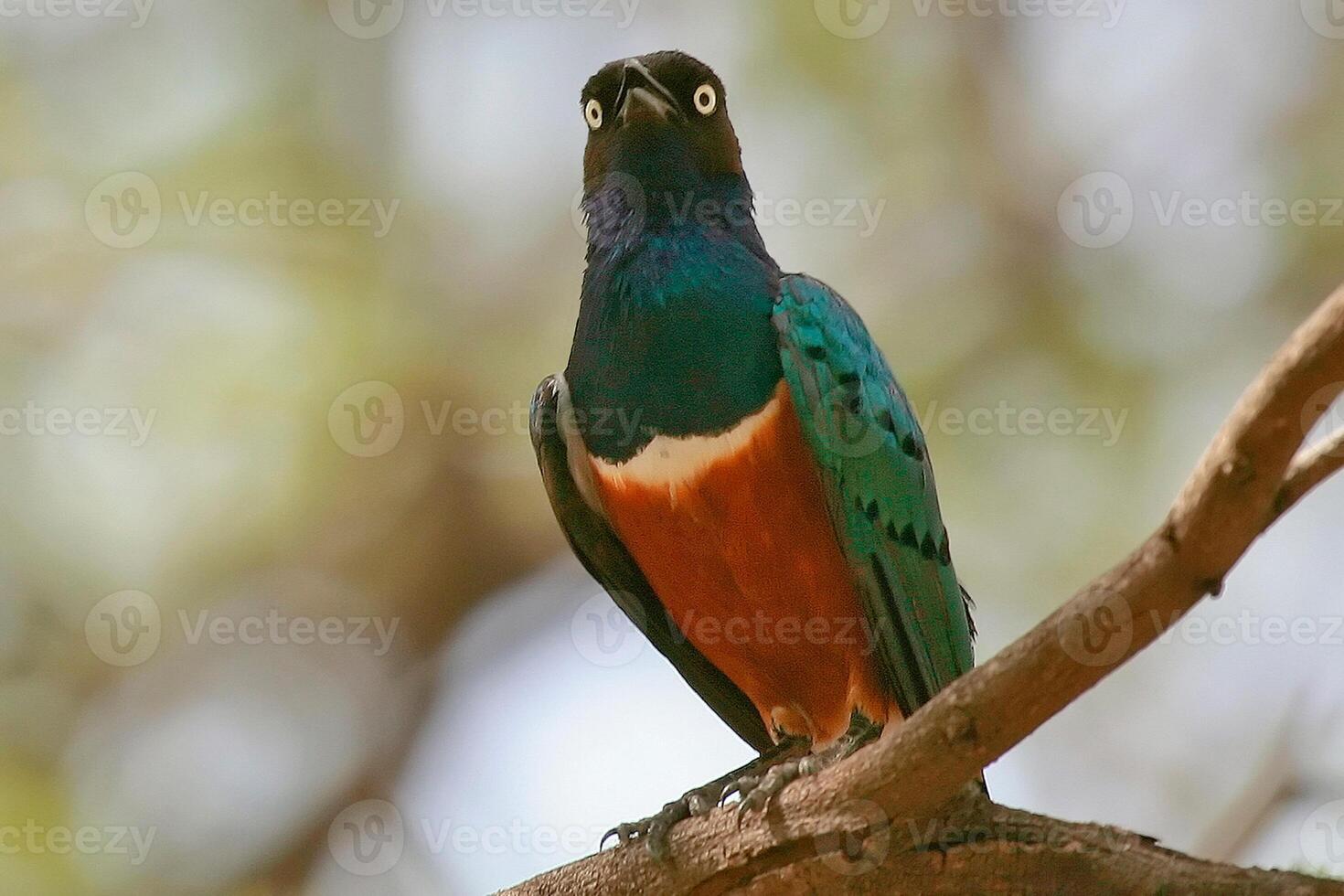 pájaro fotografía, pájaro imagen, más hermosa pájaro fotografía, naturaleza fotografía foto