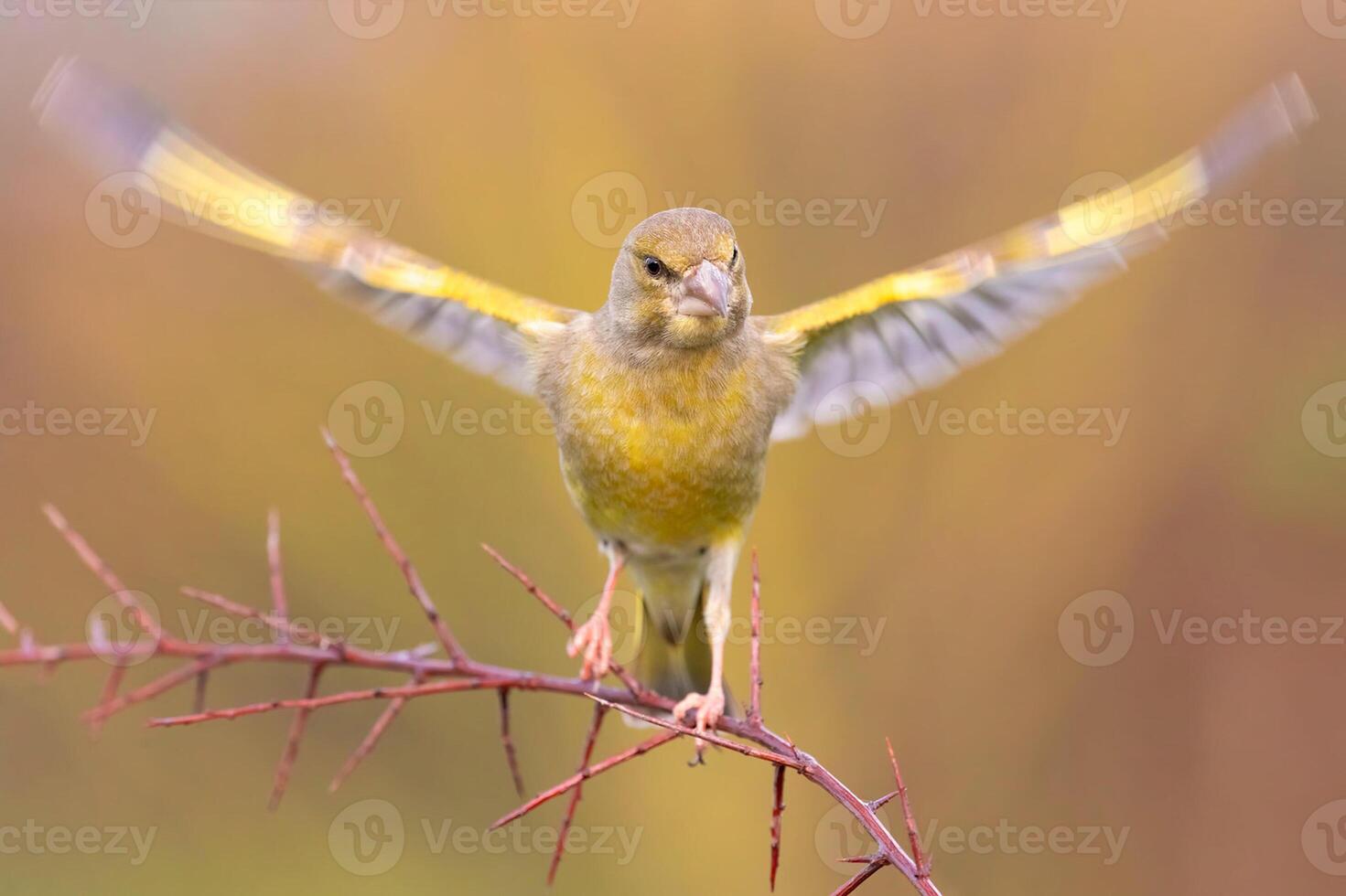 Bird Photography, Bird Picture, Most Beautiful Bird Photography, Nature Photography photo