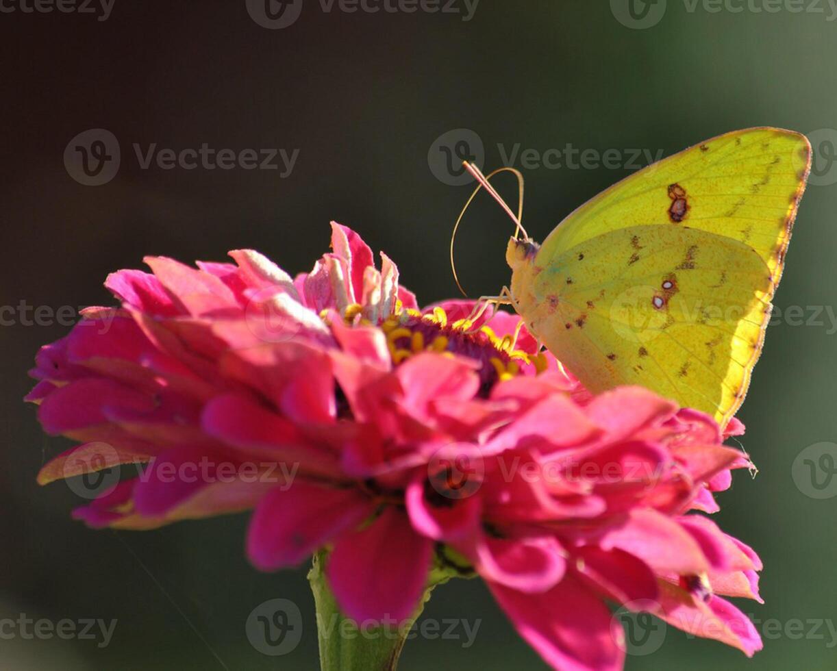 Monarch, Beautiful Butterfly Photography, Beautiful butterfly on flower, Macro Photography, Beautyful Nature photo