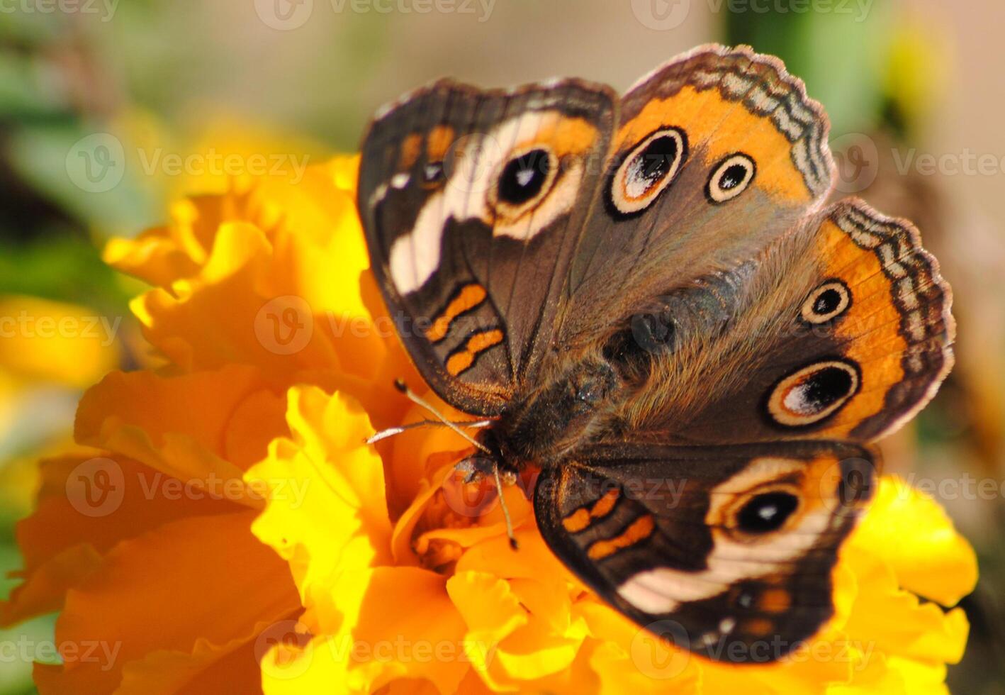 monarca, hermosa mariposa fotografía, hermosa mariposa en flor, macro fotografía, bello naturaleza foto