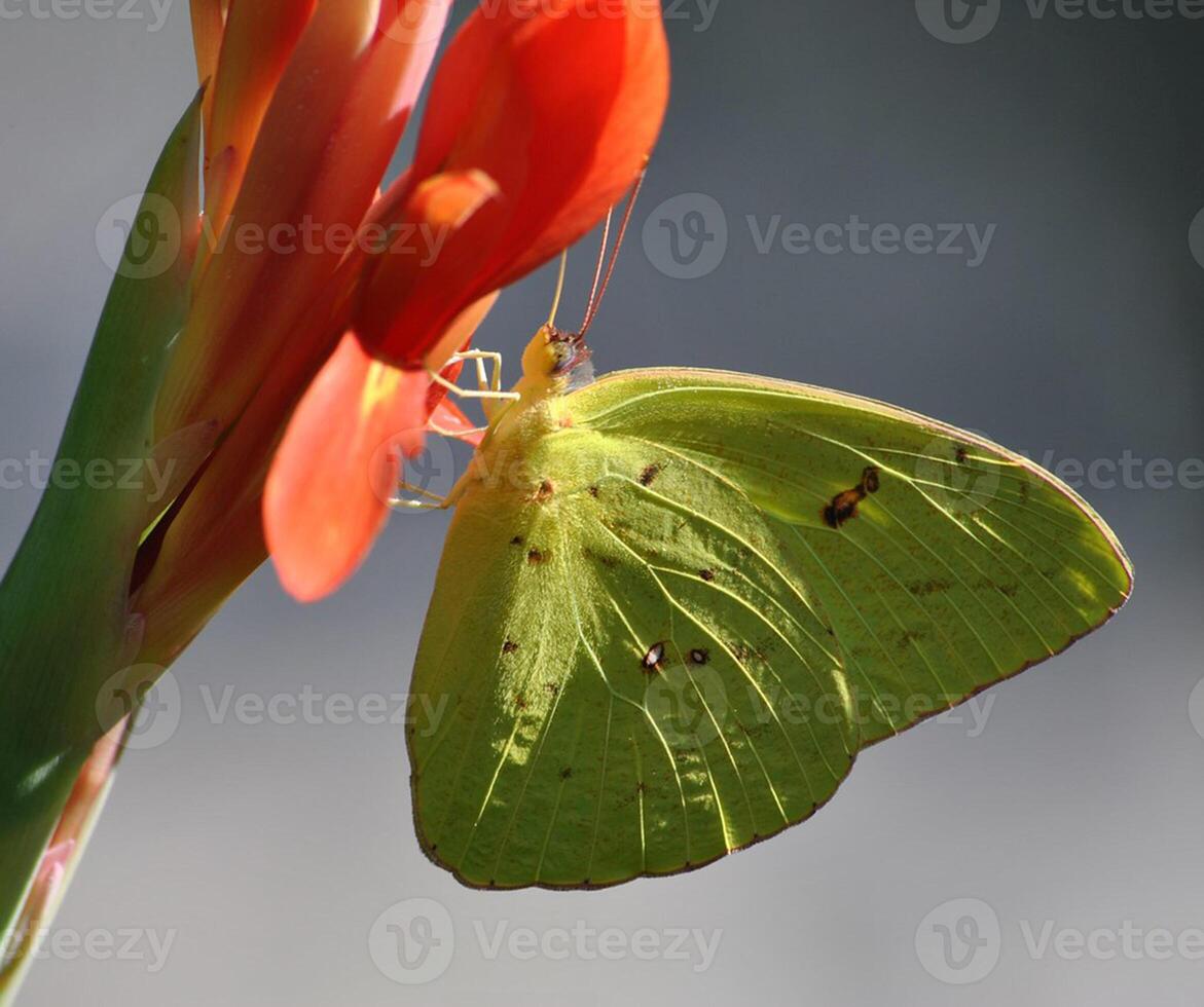 Monarch, Beautiful Butterfly Photography, Beautiful butterfly on flower, Macro Photography, Beautyful Nature photo