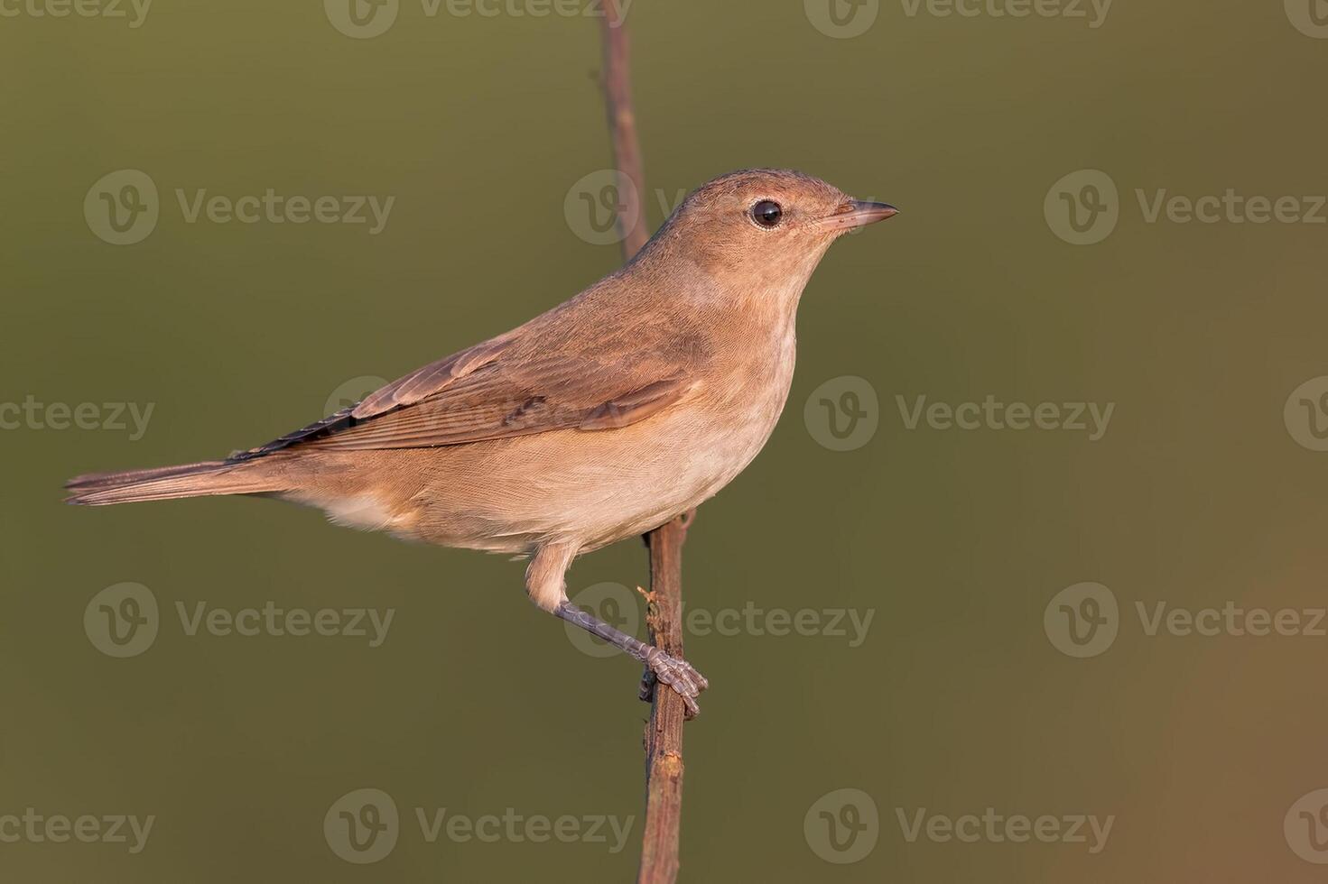 pájaro fotografía, pájaro imagen, más hermosa pájaro fotografía, naturaleza fotografía foto