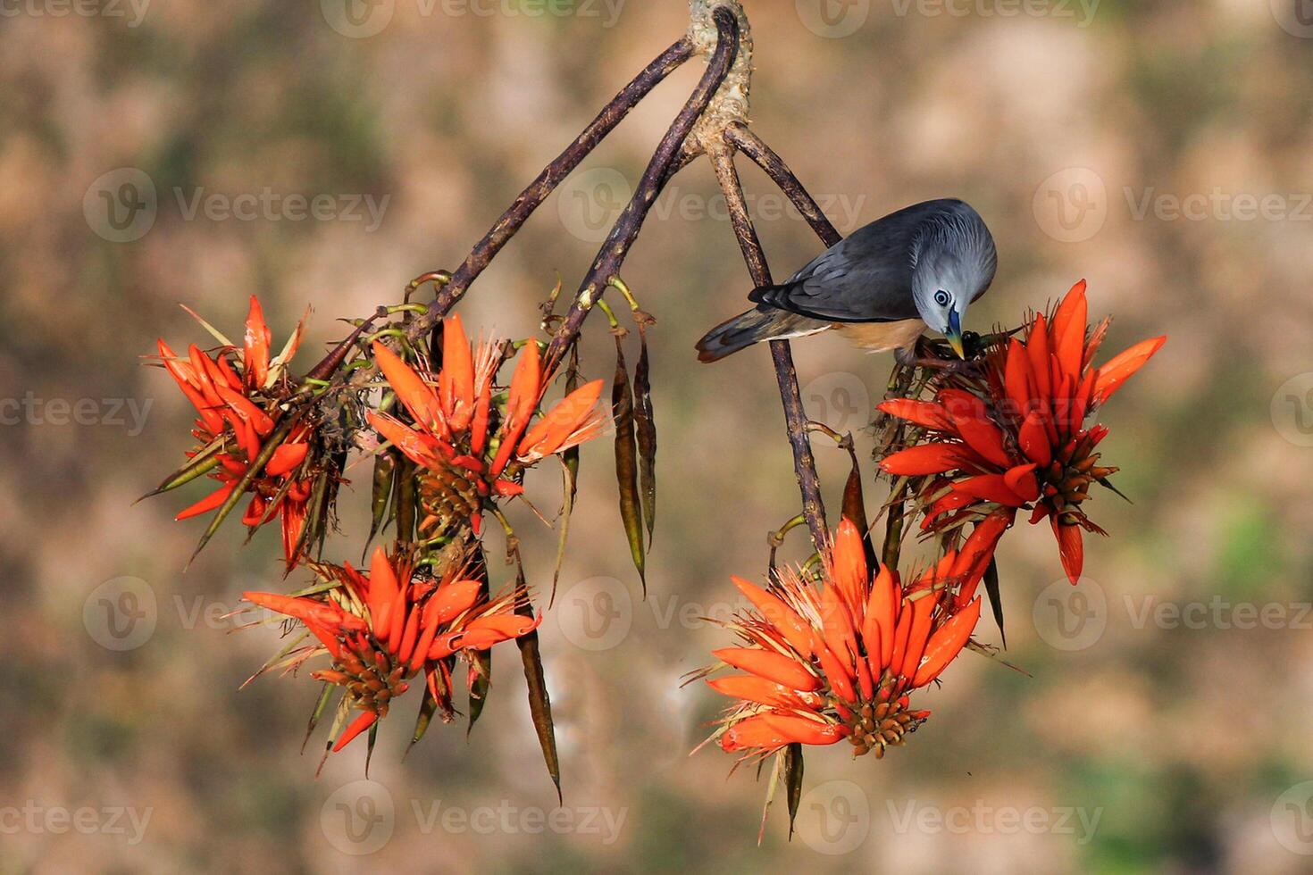 Bird Photography, Bird Picture, Most Beautiful Bird Photography, Nature Photography photo