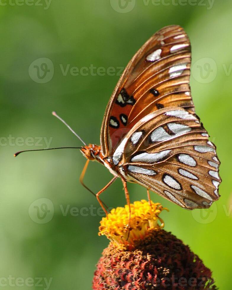 monarca, hermosa mariposa fotografía, hermosa mariposa en flor, macro fotografía, bello naturaleza foto