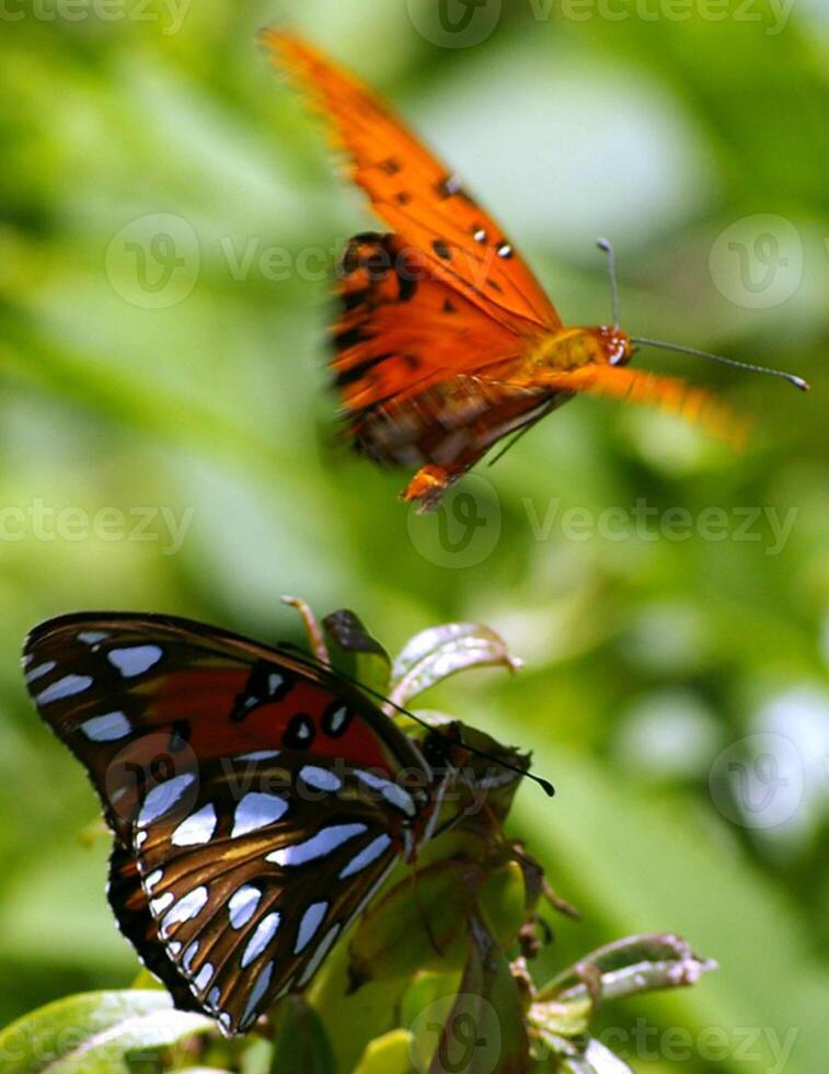 Monarch, Beautiful Butterfly Photography, Beautiful butterfly on flower, Macro Photography, Beautyful Nature photo