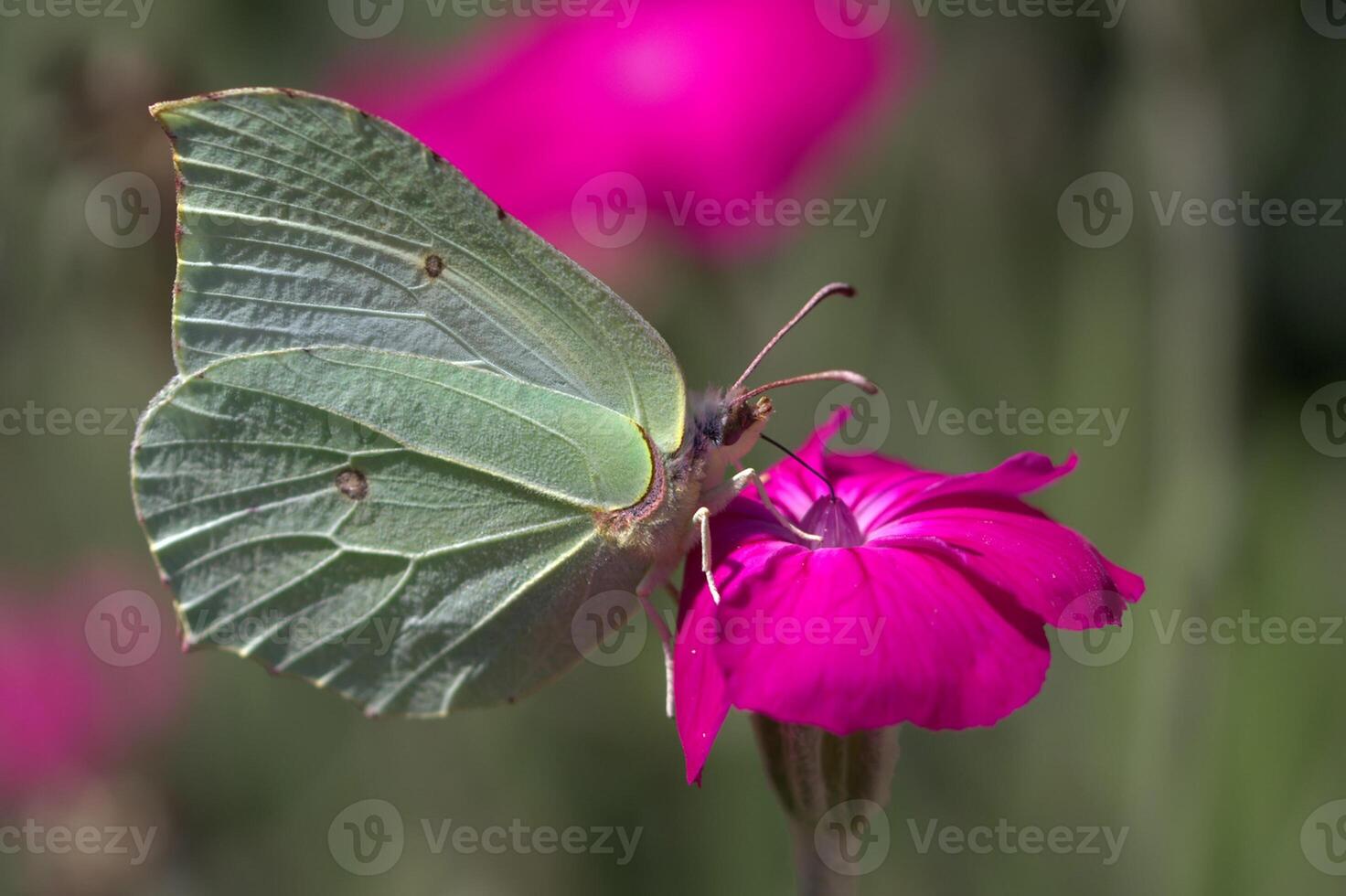 Monarch, Beautiful Butterfly Photography, Beautiful butterfly on flower, Macro Photography, Beautyful Nature photo