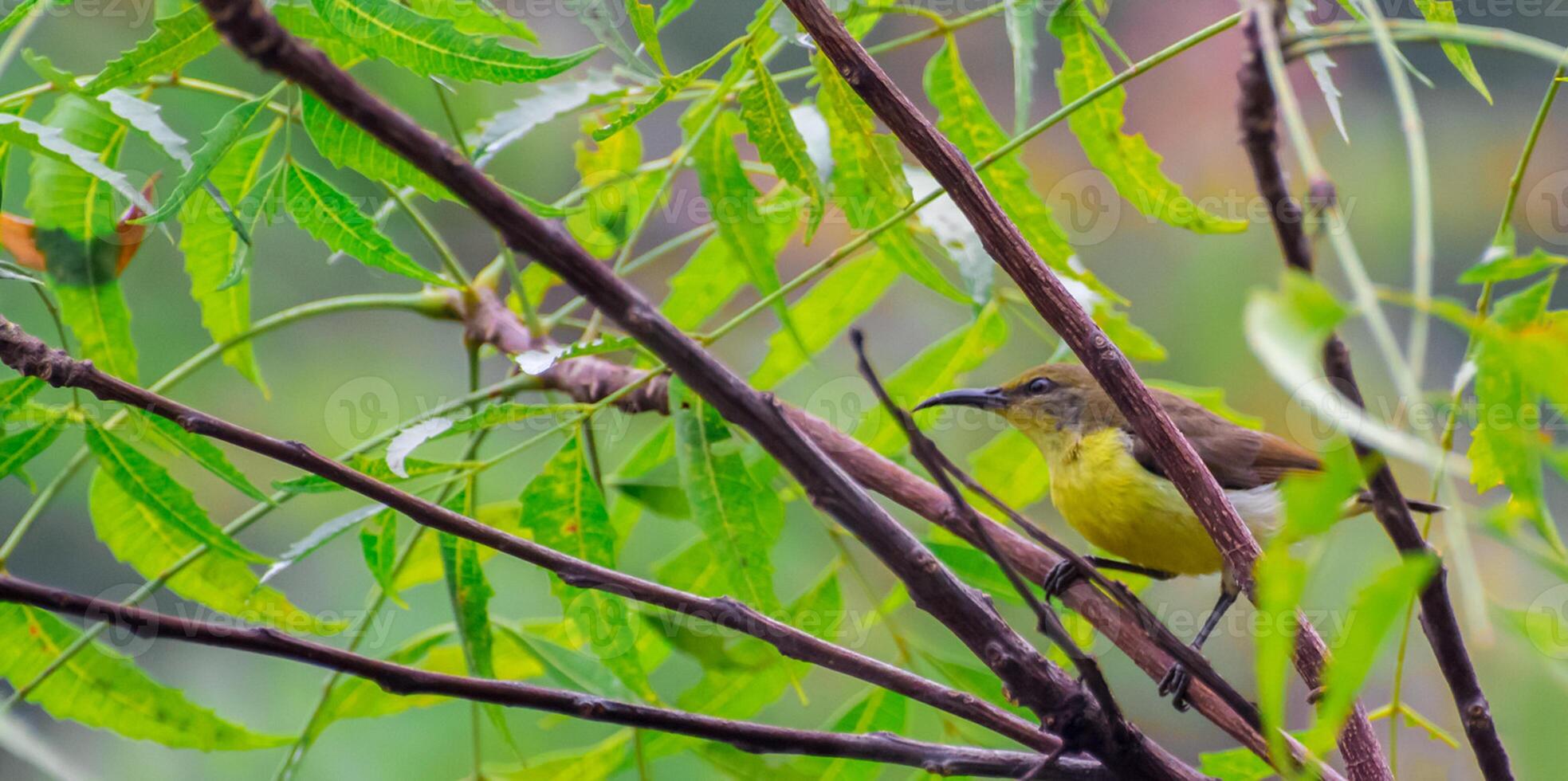 Bird Photography, Bird Picture, Most Beautiful Bird Photography, Nature Photography photo