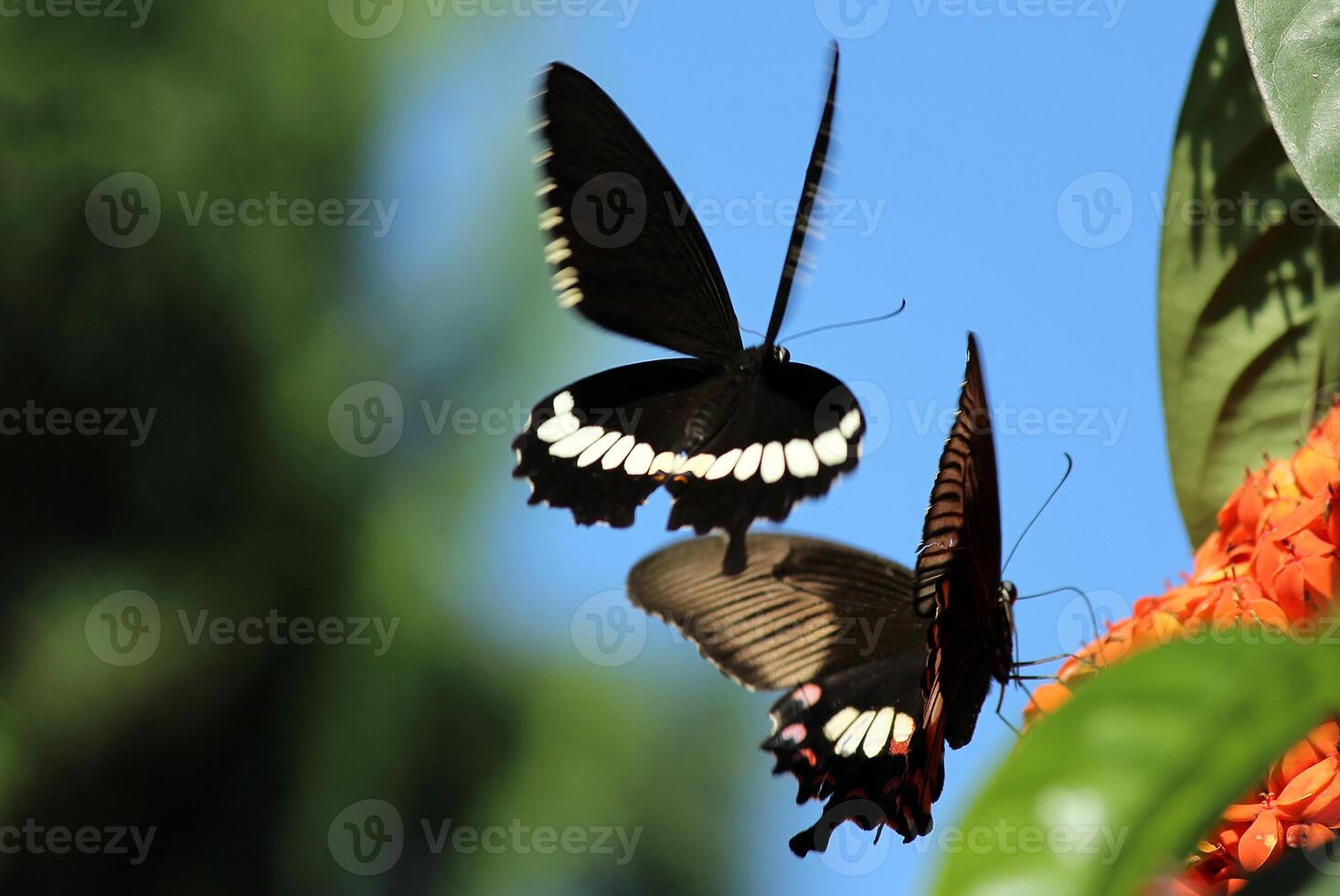 Monarch, Beautiful Butterfly Photography, Beautiful butterfly on flower, Macro Photography, Beautyful Nature photo