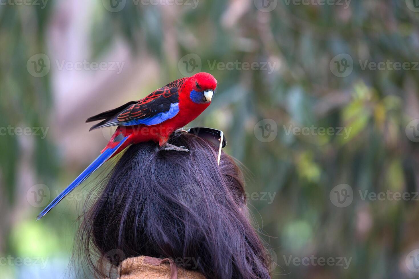 Bird Photography, Bird Picture, Most Beautiful Bird Photography, Nature Photography photo