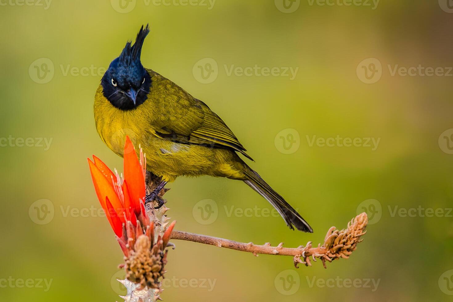 Bird Photography, Bird Picture, Most Beautiful Bird Photography, Nature Photography photo