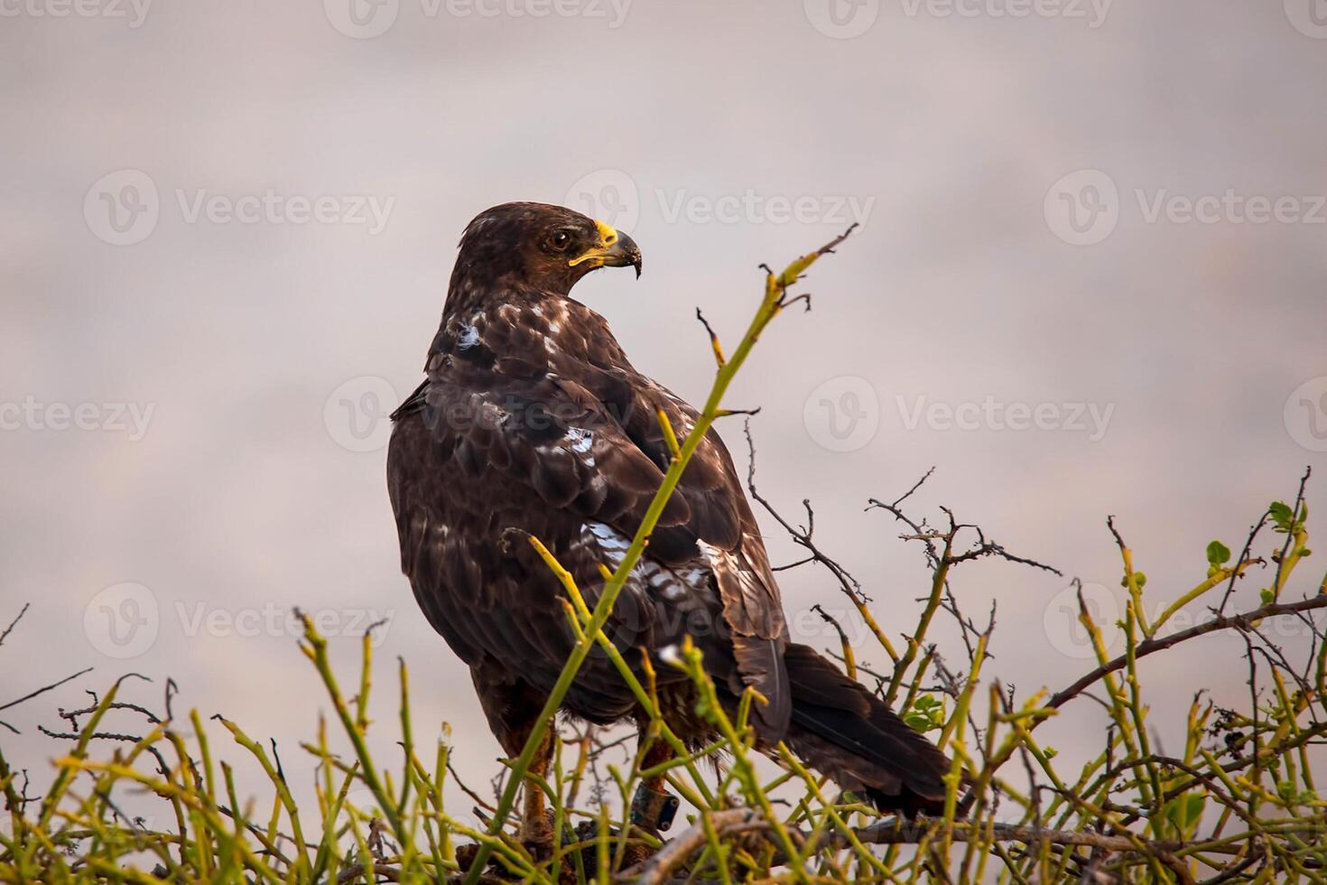 Bird Photography, Bird Picture, Most Beautiful Bird Photography, Nature Photography photo