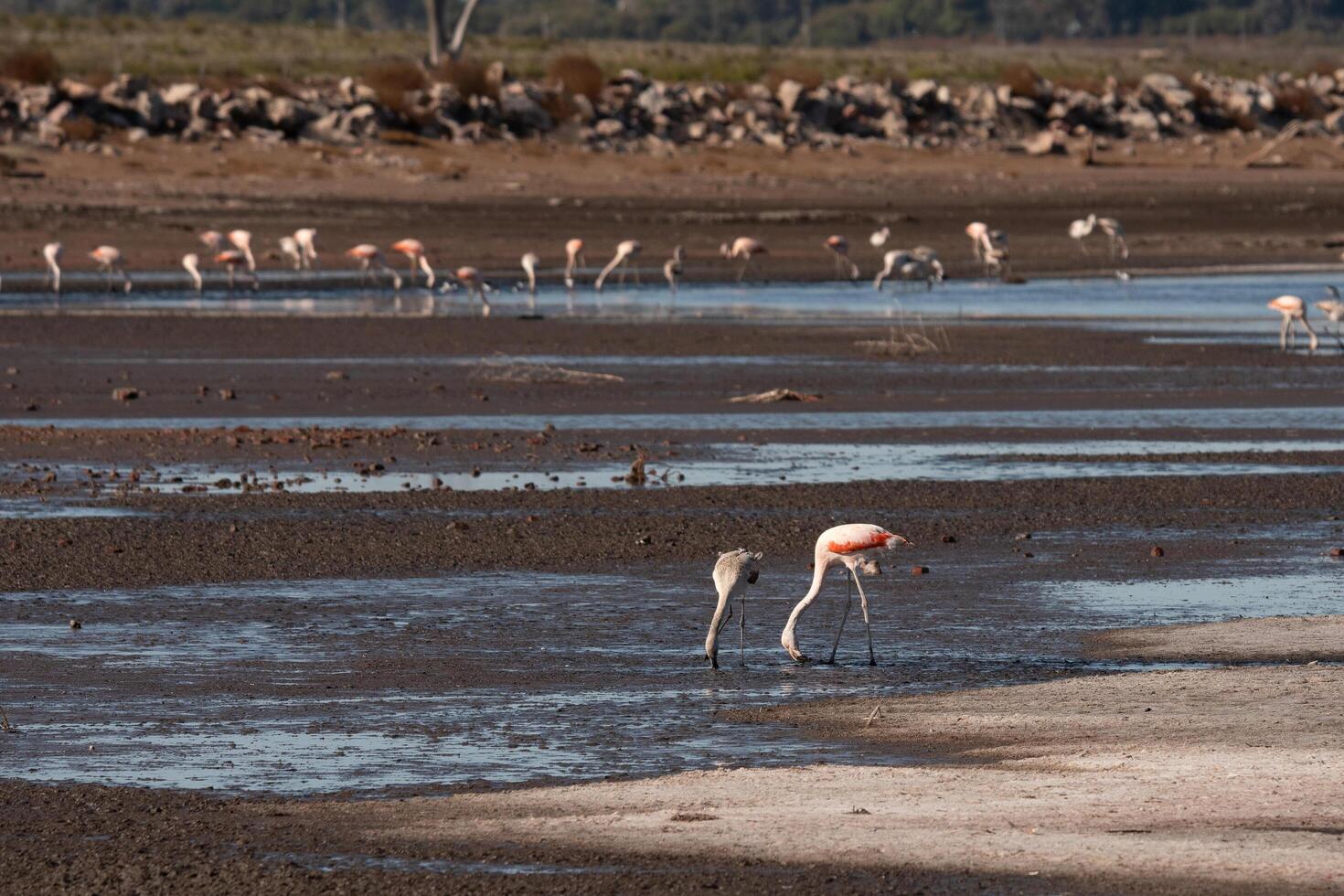 flamingos on the coast photo