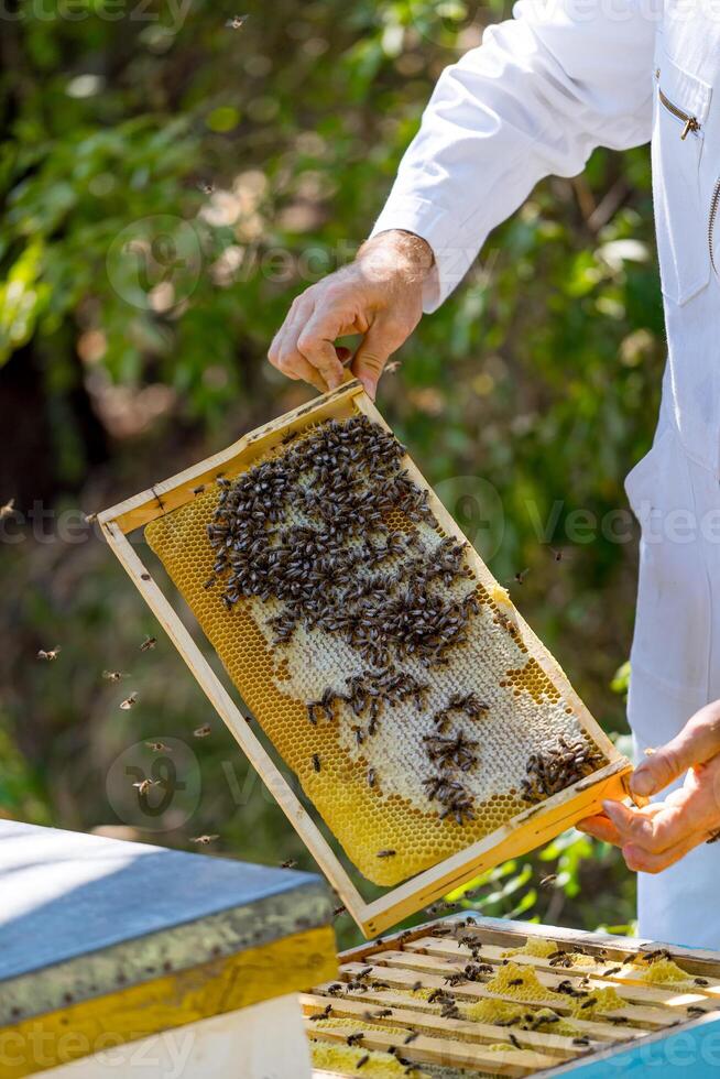 Honey frame in hands of male beekeeper. Fresh honey and many bees on cell. Apiculture concept. photo