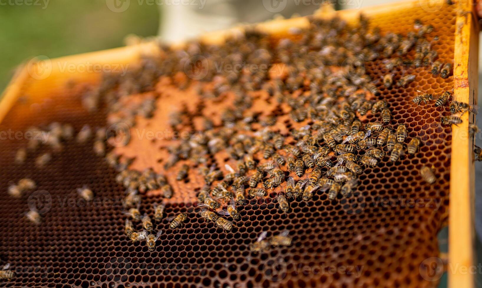 Wooden frame with honeybee harvesting. Sweet honey beekeeping concept. photo