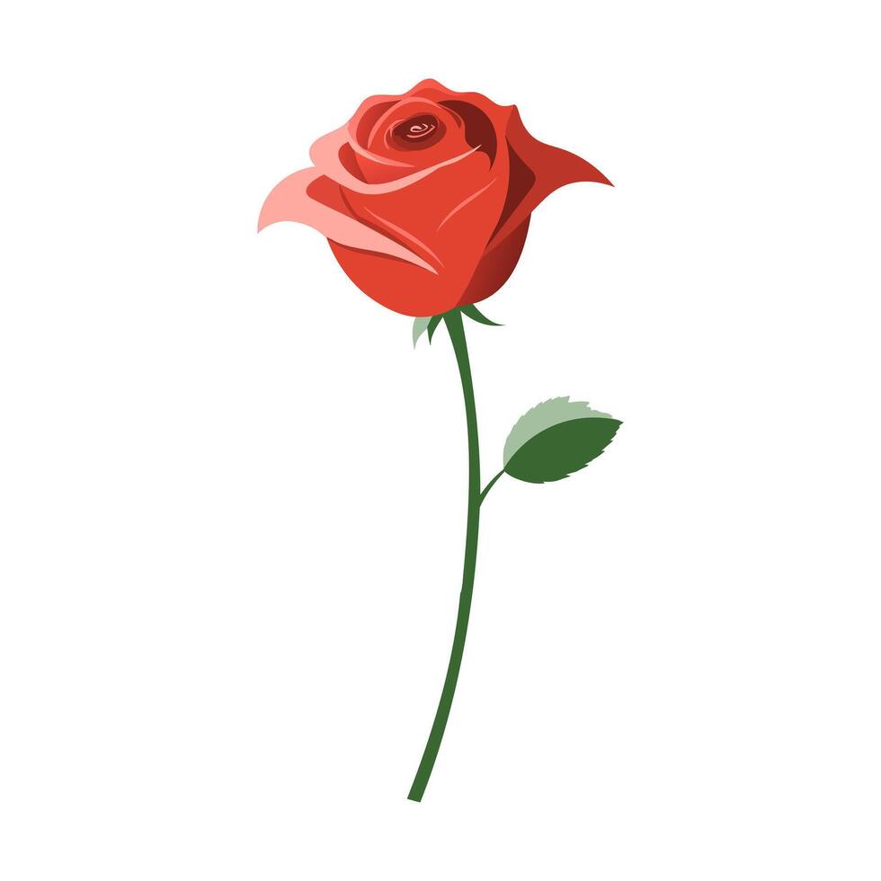 a single red rose on a white background vector