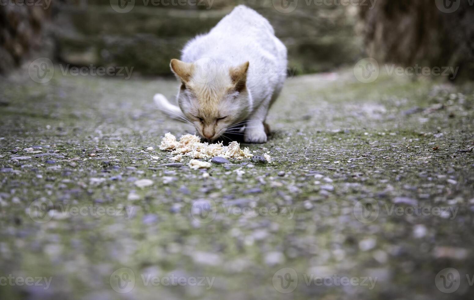 Stray cats in the street photo