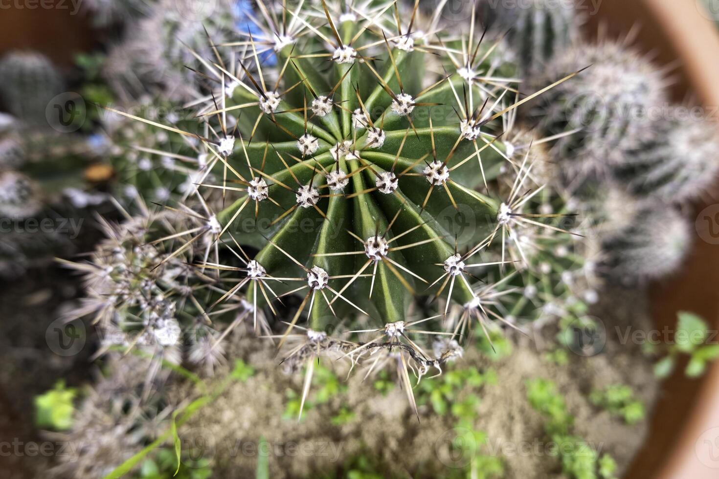 Green spiked cactus photo