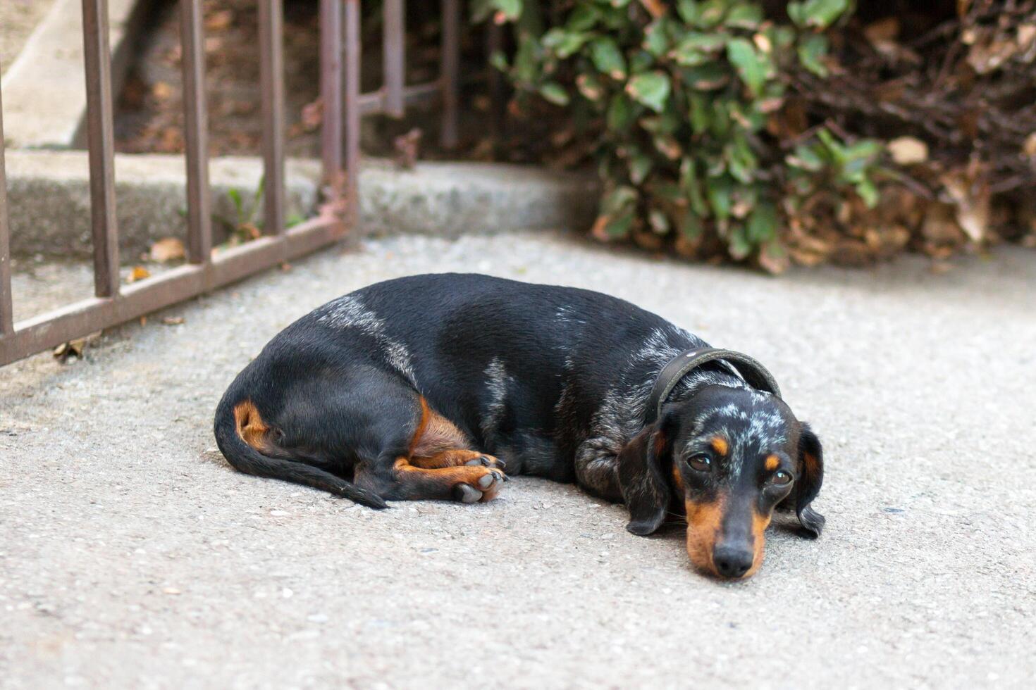 Small black and tan miniature dachshund dog laying on the ground next to a gate photo