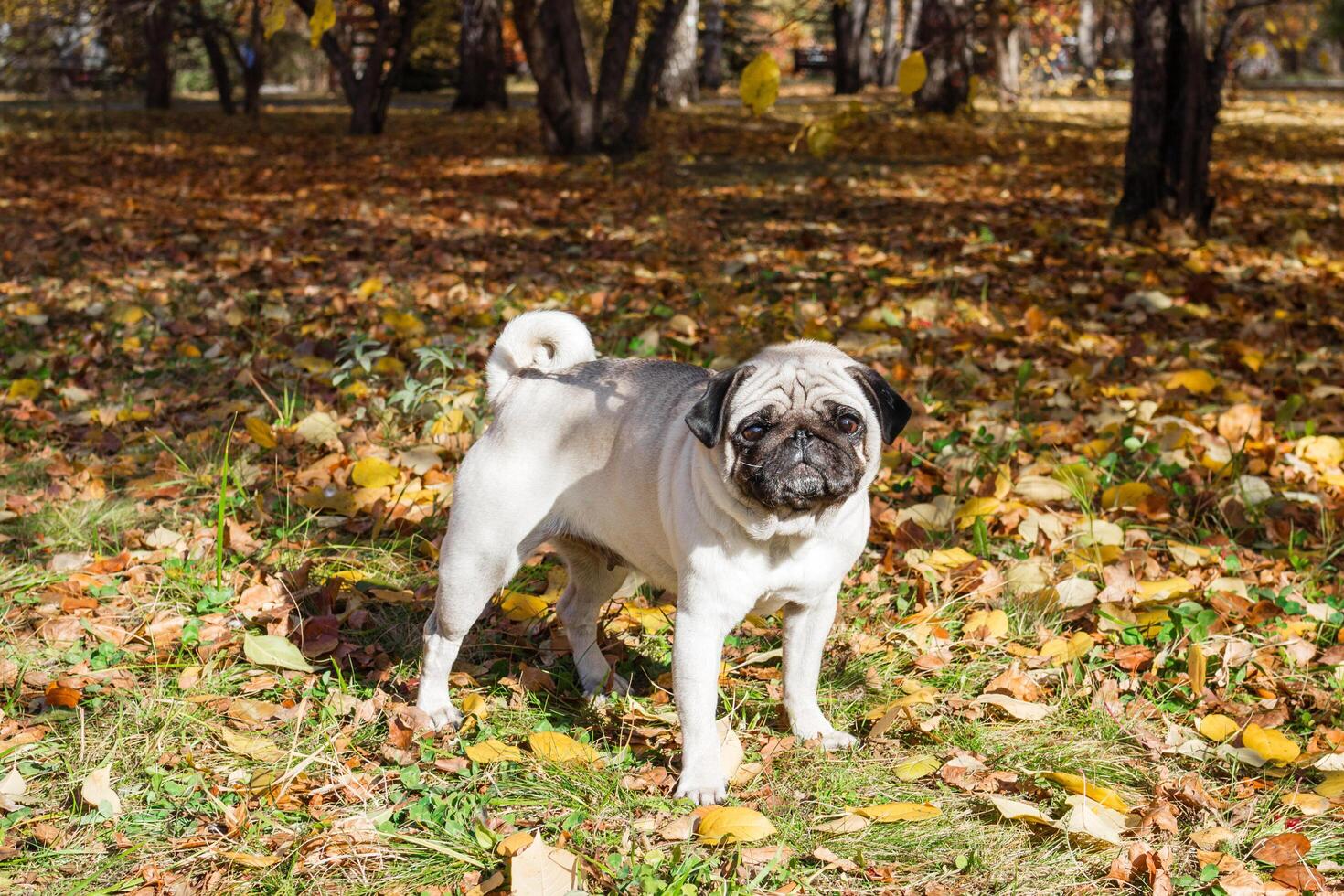 Beige pug dog walking on the leaves in autumn. photo