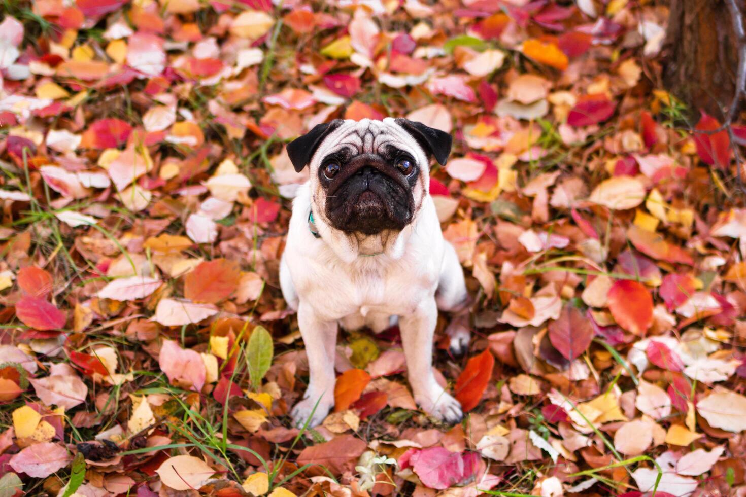 A small pug dog in autumn forest on a walk. Portrait of a dog on red and orange dry foliage. photo