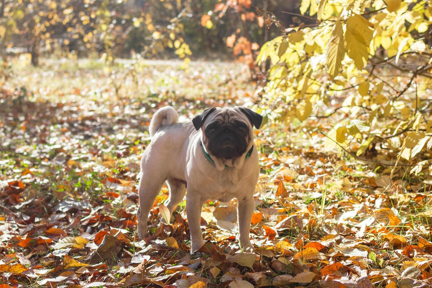 Beige pug dog walking on the leaves in autumn. photo