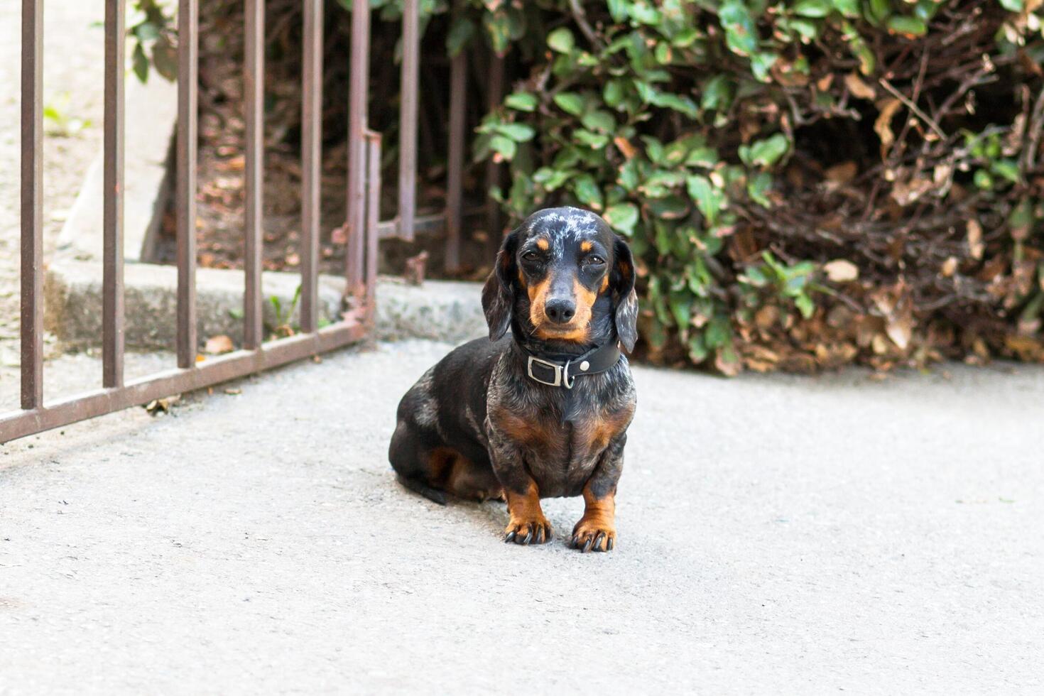 adorable caballo pío perro tejonero poses por portón con negro collar y plata acentos foto