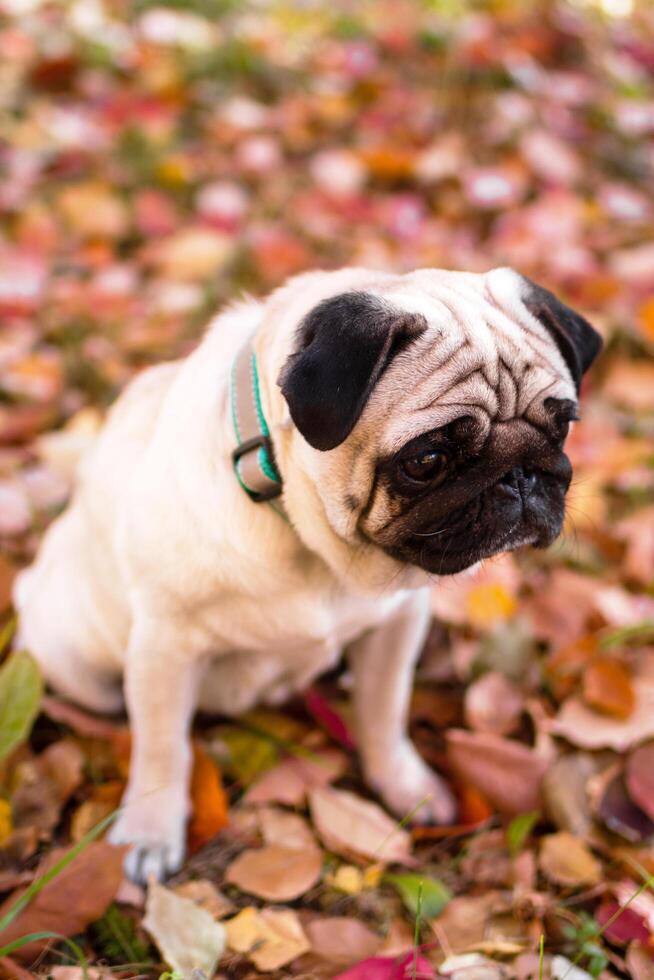 A small sad pug dog in autumn forest on a walk. Portrait of a dog on red and orange dry foliage. photo