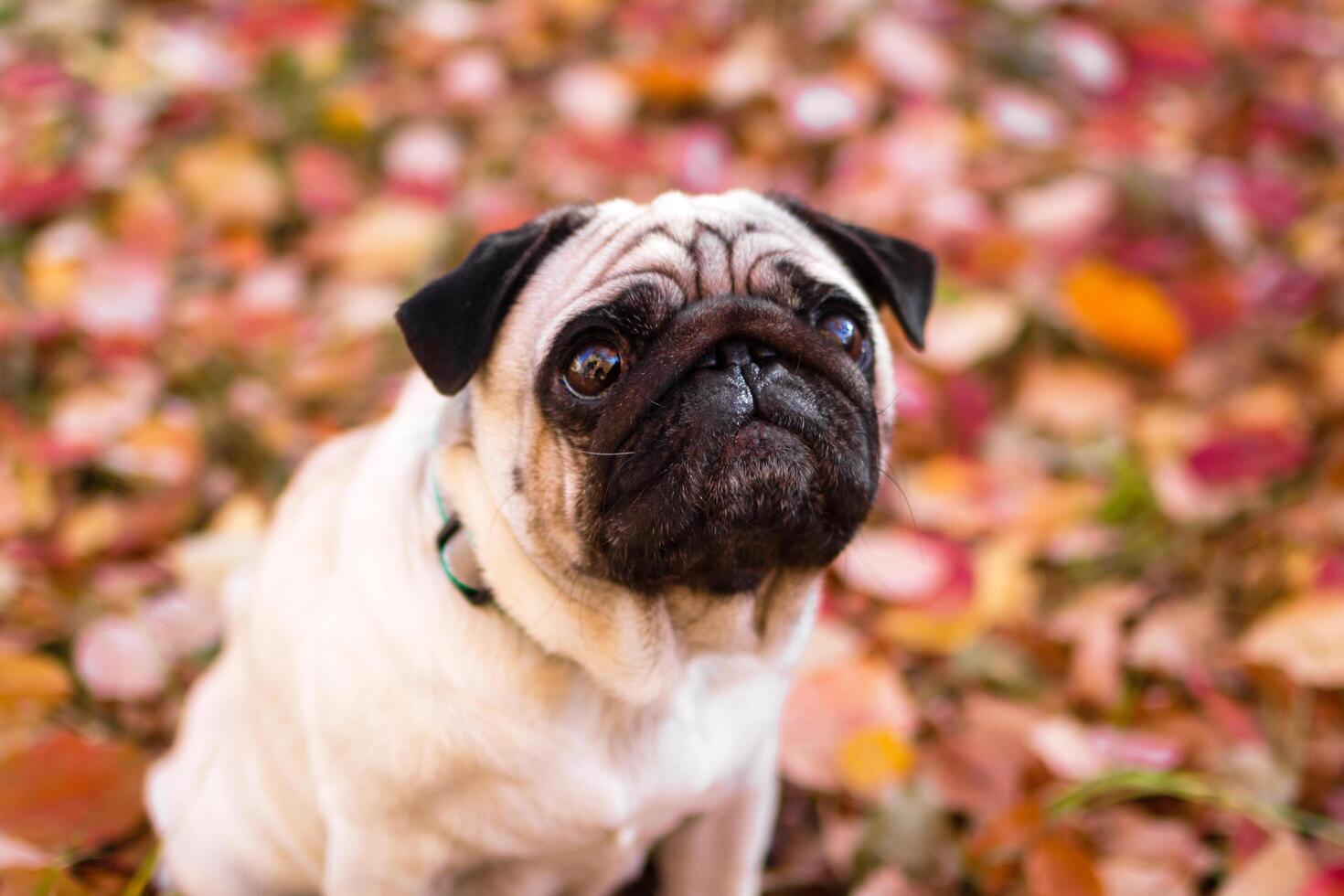 A small pug dog in autumn forest on a walk. Close up portrait of a dog on red and orange dry foliage. photo