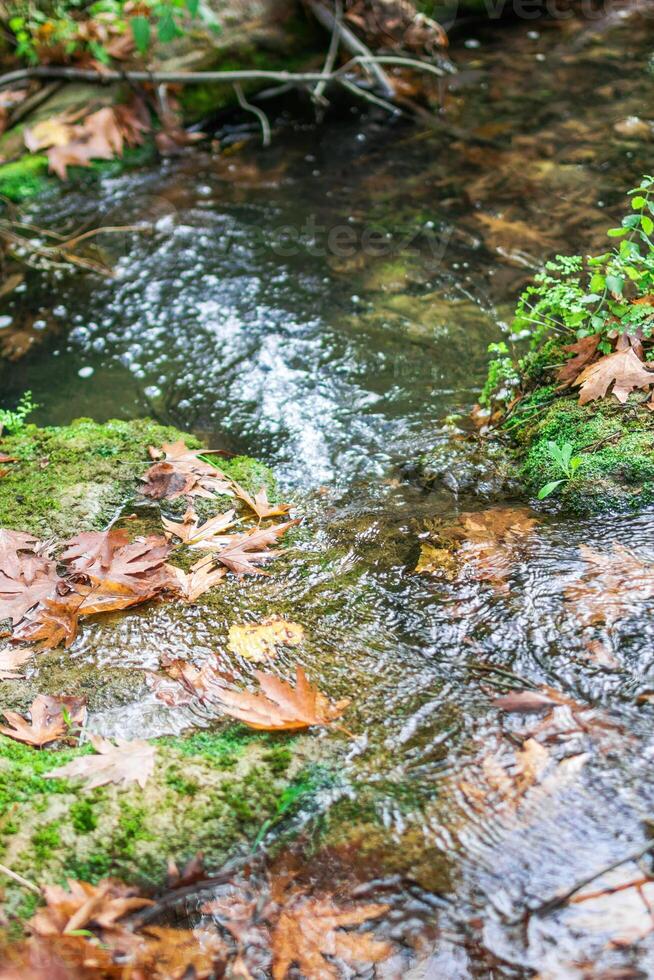 A narrow, shallow river with clear water flowing over rocks and fallen leaves. photo