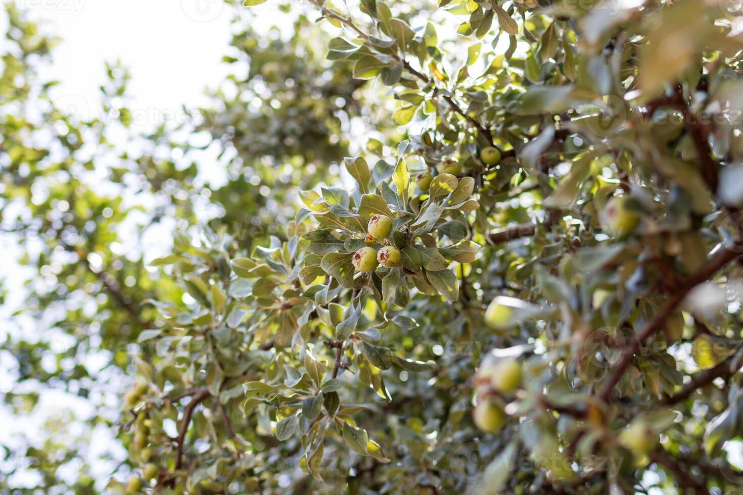 Wild apples on the tree branches in a garden close up on a blurred background. photo