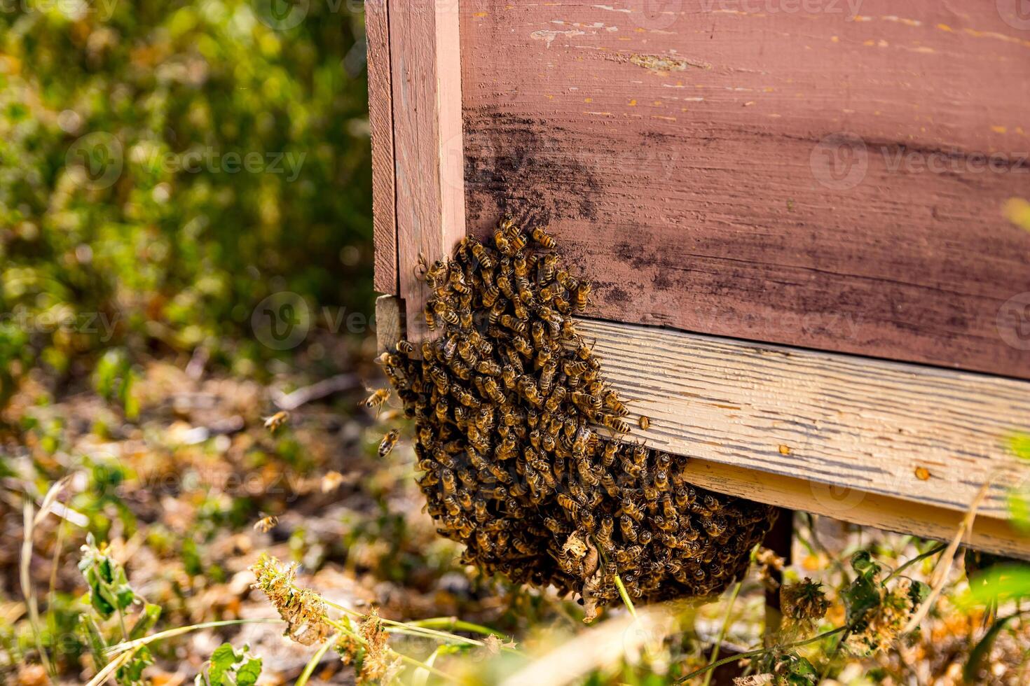 Hive of many bees on the corner of a beehive. Selective focus on an old beehive with useful insects. Summer day at apiary. photo