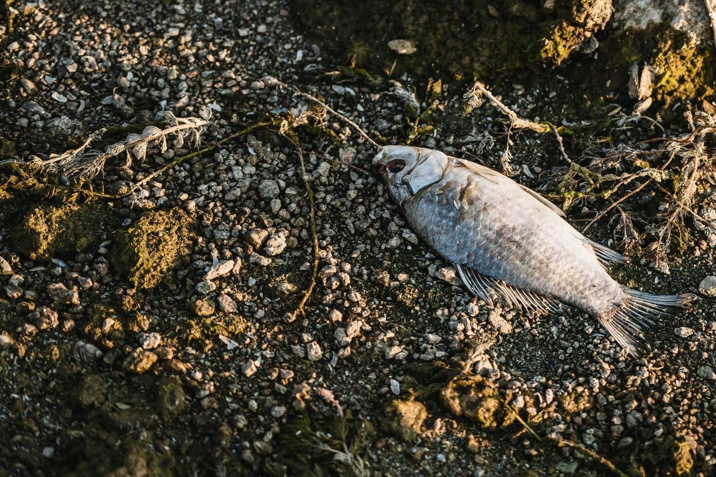 muerto crucian en grava playa. agua contaminación concepto, salvar el planeta concepto. proteger el naturaleza. de cerca. foto