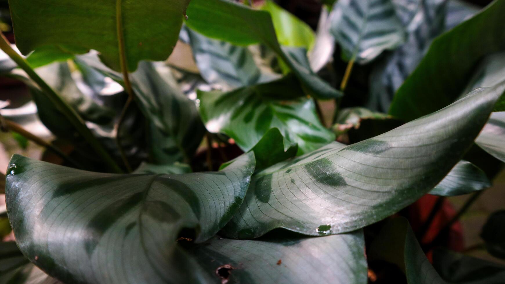 a close up of a plant with green leaves photo