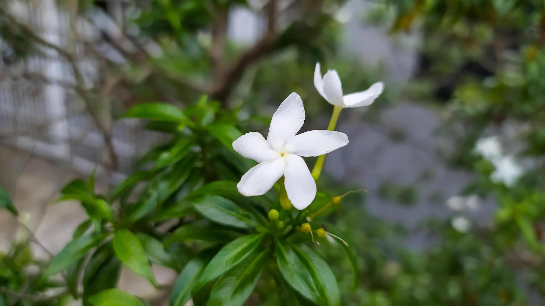 a white flower is growing on a plant photo