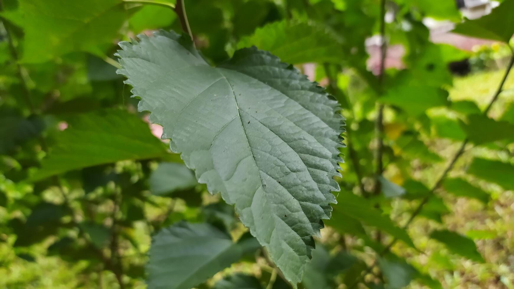 detailed photo of vines growing abundantly in the garden