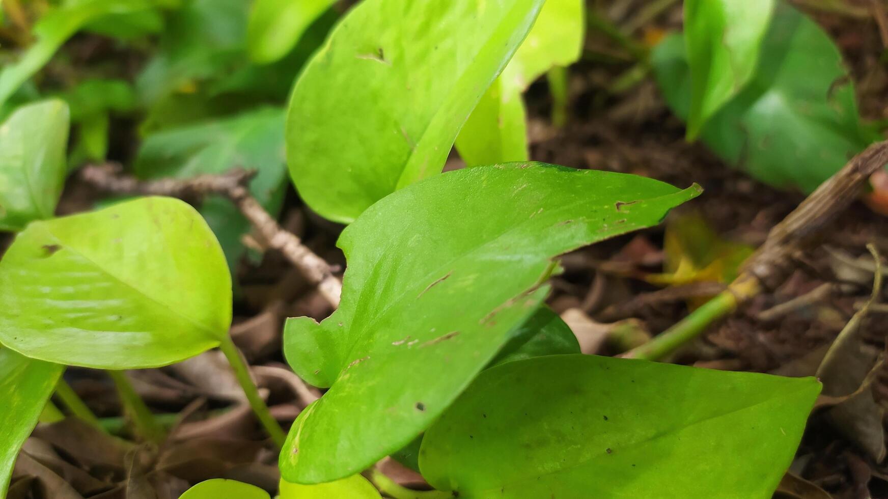 photo of a small plant growing on fertile soil with large, bright and beautiful green leaves